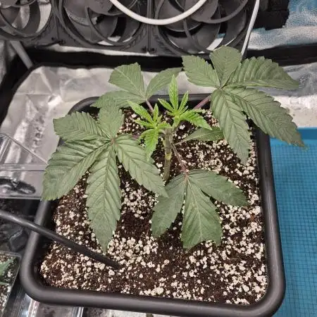Mango Sherbert