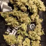 HSC - Hella Jelly - Autopot Coco