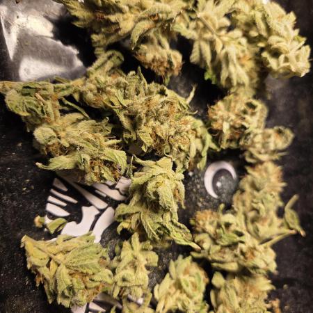 HSC - Hella Jelly - Autopot Coco
