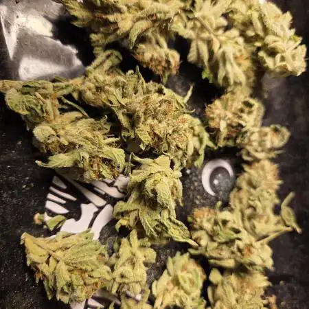 HSC - Hella Jelly - Autopot Coco