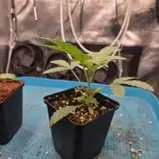 HSC All Gas OG-Autopot  Coco