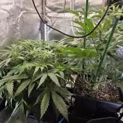 HSC All Gas OG-Autopot  Coco