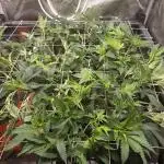 HSC - Hella Jelly - Autopot Coco