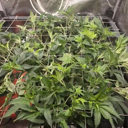 HSC - Hella Jelly - Autopot Coco