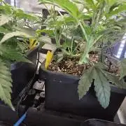 HSC All Gas OG-Autopot  Coco