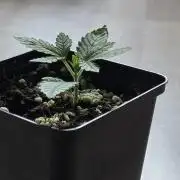 HSC All Gas OG-Autopot  Coco