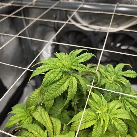 HSC - Hella Jelly - Autopot Coco
