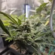 HSC All Gas OG-Autopot  Coco