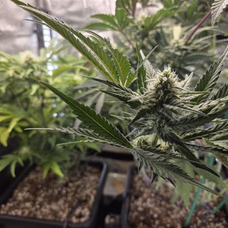 HSC All Gas OG-Autopot  Coco