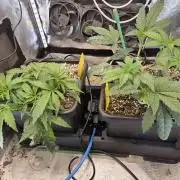 HSC All Gas OG-Autopot  Coco