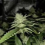 HSC - Hella Jelly - Autopot Coco