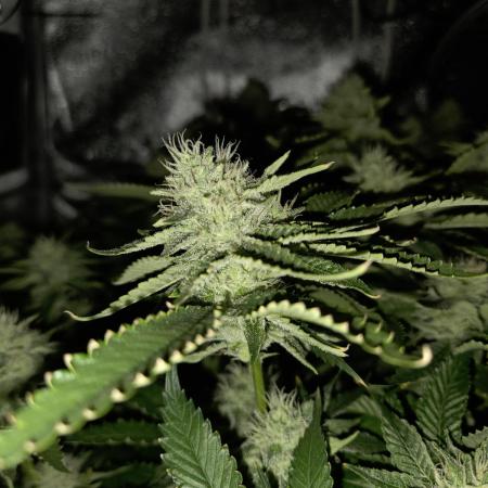 HSC - Hella Jelly - Autopot Coco