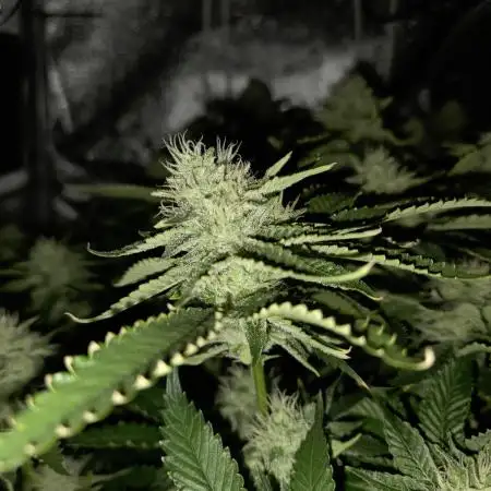 HSC - Hella Jelly - Autopot Coco