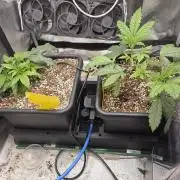 HSC All Gas OG-Autopot  Coco