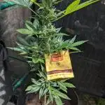 Single Auto weather test grow UK PVC greenhouse
