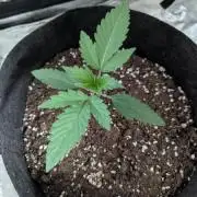 Pinot Noir Mephisto - Summer '25