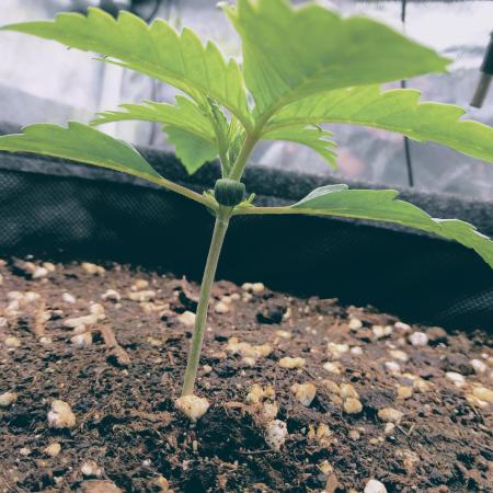 Auto Candy - Divine Seeds 2025 Contest