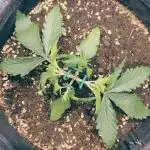 Auto Candy - Divine Seeds 2025 Contest