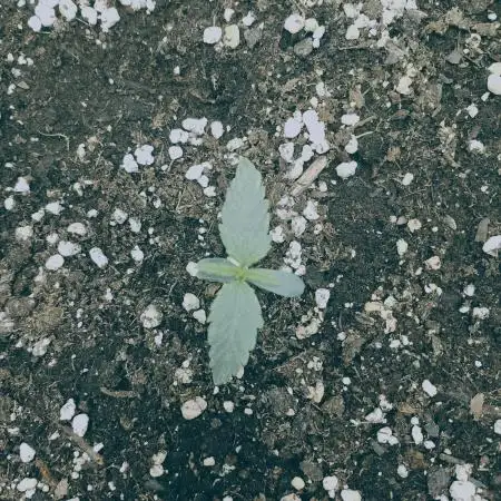 Orion F1 -  Royal Queen Seeds