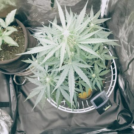 Orion F1 -  Royal Queen Seeds