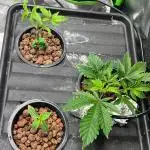 Slurricane (Anesia Seeds) Last Clone Run