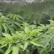 Going for the gusto