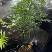 My First Auto