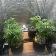 Going for the gusto