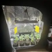 Going for the gusto