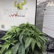 The tale of Hy-Pro and my SuperStrains!