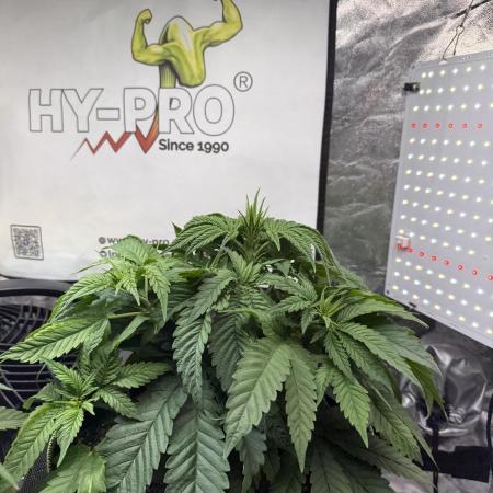 The tale of Hy-Pro and my SuperStrains!