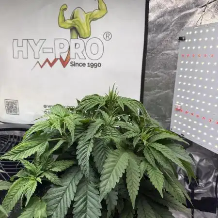 The tale of Hy-Pro and my SuperStrains!
