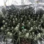 Amnesia Core Cut by Hanfgarten (Hy-Pro)