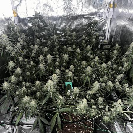 Amnesia Core Cut by Hanfgarten (Hy-Pro)