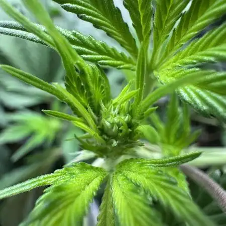 Big Hy-Pro buds for new years eve !