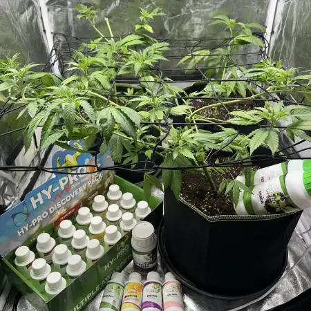 Big Hy-Pro buds for new years eve !