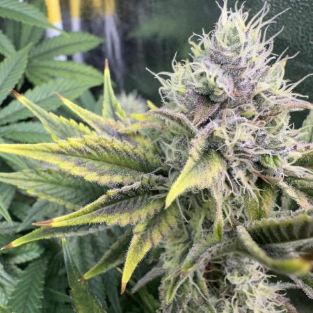 Big Hy-Pro buds for new years eve !