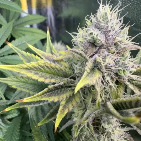 Big Hy-Pro buds for new years eve !