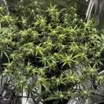 Amnesia Core Cut by Hanfgarten (Hy-Pro)