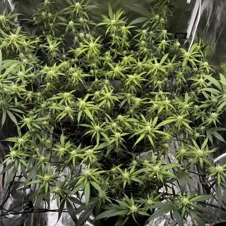 Amnesia Core Cut by Hanfgarten (Hy-Pro)