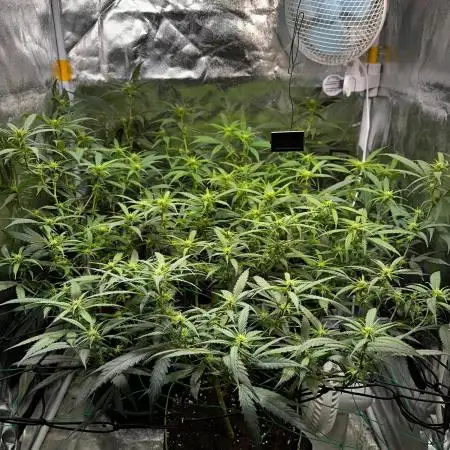 Amnesia Core Cut von Hanfgarten