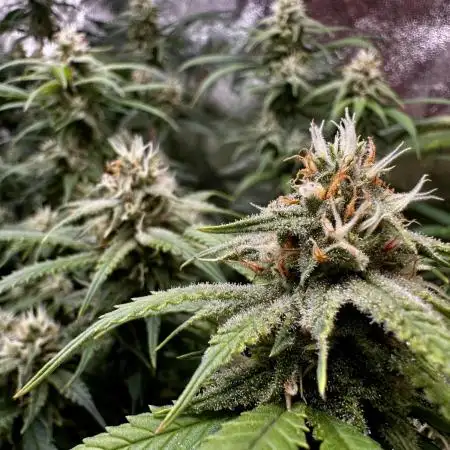 Amnesia Core Cut by Hanfgarten (Hy-Pro)