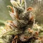 Amnesia Core Cut by Hanfgarten (Hy-Pro)
