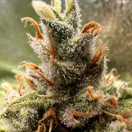 Amnesia Core Cut by Hanfgarten (Hy-Pro)