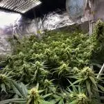 Amnesia Core Cut by Hanfgarten (Hy-Pro)