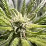 Big Hy-Pro buds for new years eve !