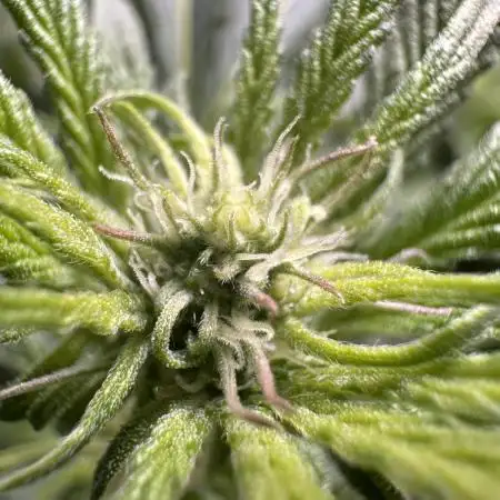 Big Hy-Pro buds for new years eve !