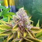 Big Hy-Pro buds for new years eve !