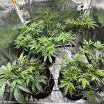 Big Hy-Pro buds for new years eve !