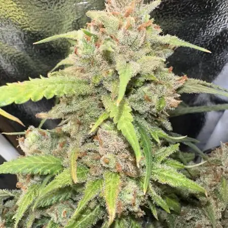 Amnesia Core Cut by Hanfgarten (Hy-Pro)